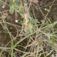 Stylosanthes fruticosa (Retz.) Alston